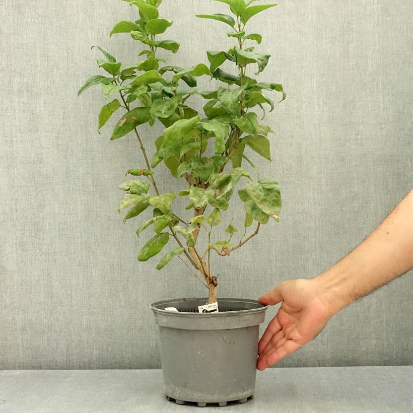 Syringa vulgaris Nadezhda 4L/5L pot sample as delivered in summer