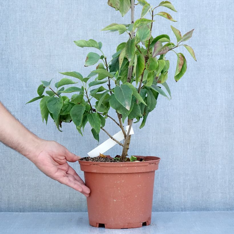 Syringa vulgaris Président Grevy - Common Lilac 4L/5L pot, Bush sample as delivered in summer