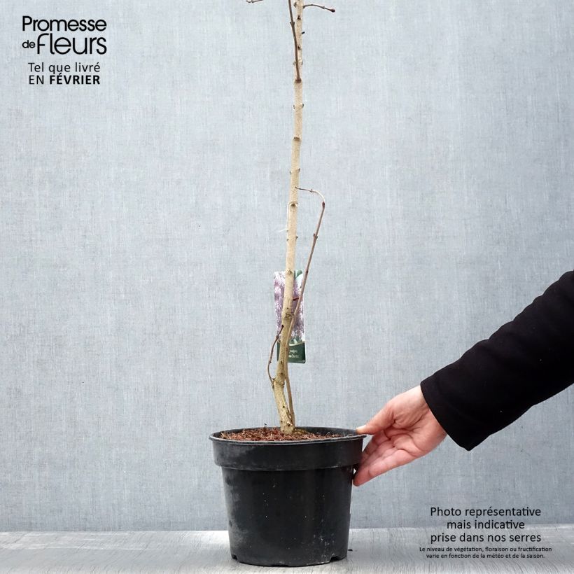 Syringa vulgaris Princesse Sturdza - Common Lilac 4L/5L pot sample as delivered in winter