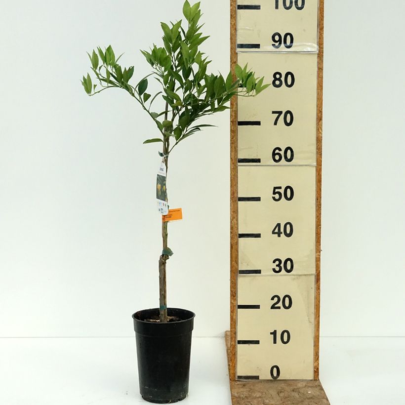 Citrus x floridana - Limequat Citrus Tree 3L/4L pot, Clump sample as delivered in summer
