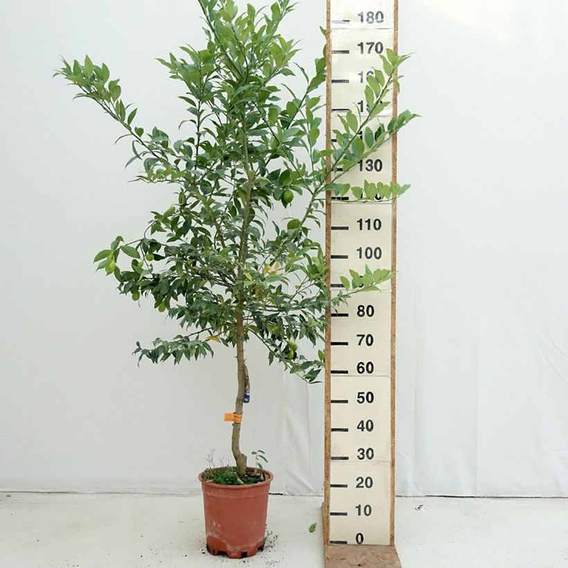 Citrus x floridana - Limequat Citrus Tree 7.5L/10L pot, Half standard sample as delivered in autumn