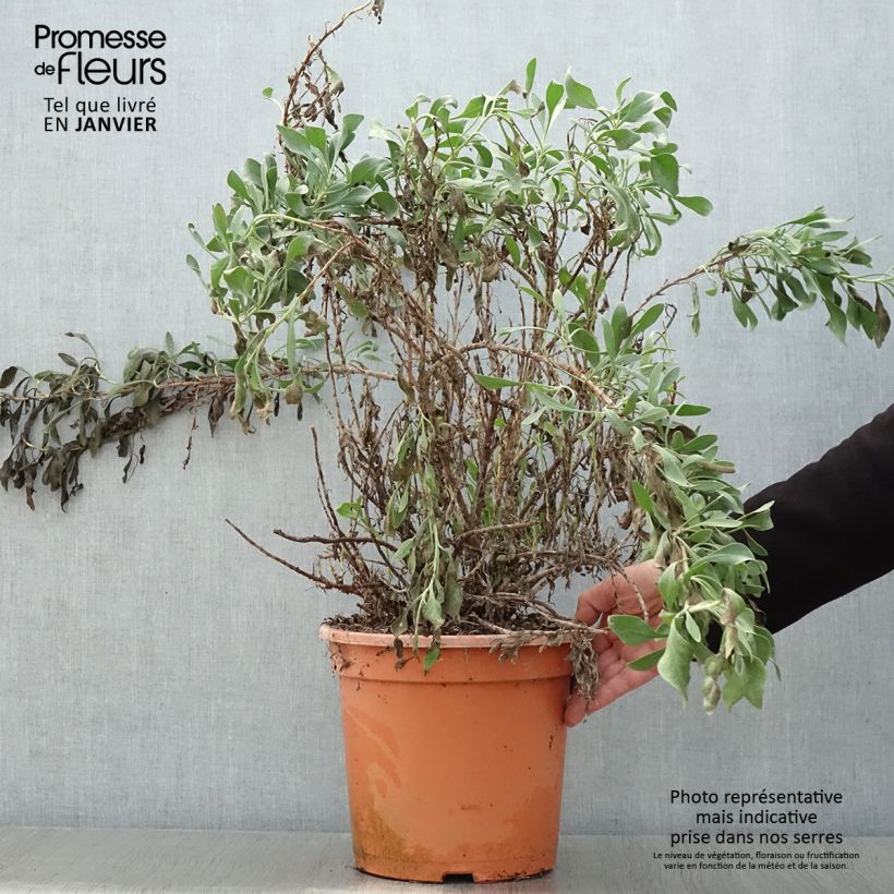 Limoniastrum monopetalum 7.5L/10L pot sample as delivered in winter