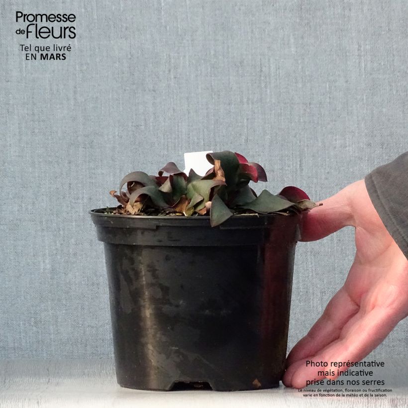 Limonium gmelinii Dazzle Rocks 2L/3L pot sample as delivered in spring