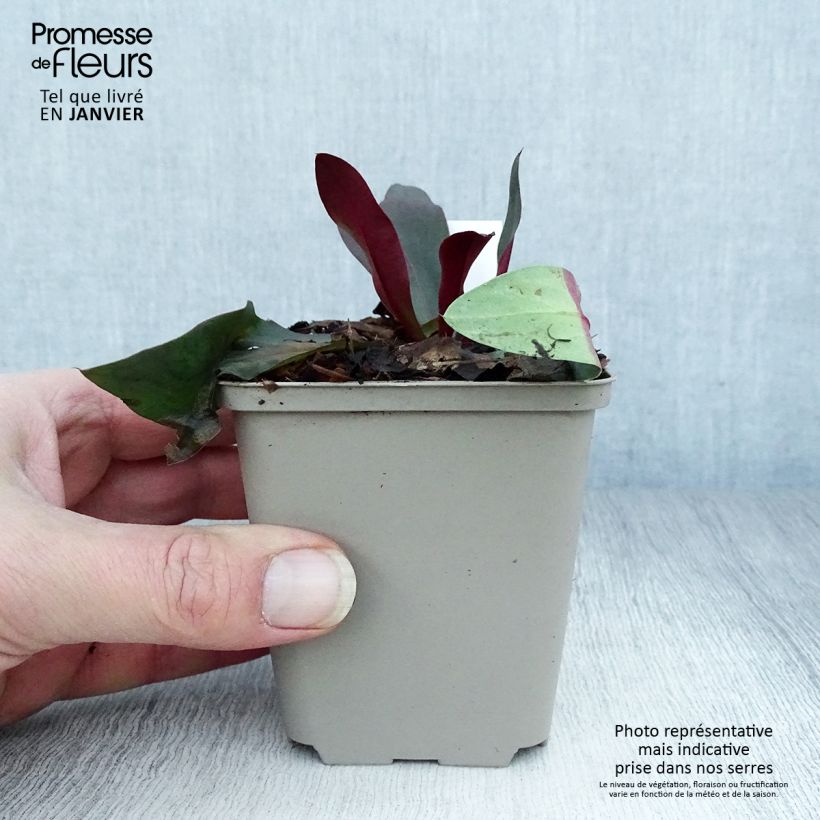 Limonium gmelinii Dazzle Rocks 8/9 cm pot sample as delivered in winter