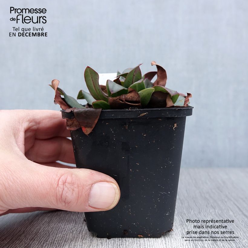 Limonium gmelinii Dazzle Rocks 8/9 cm pot sample as delivered in autumn