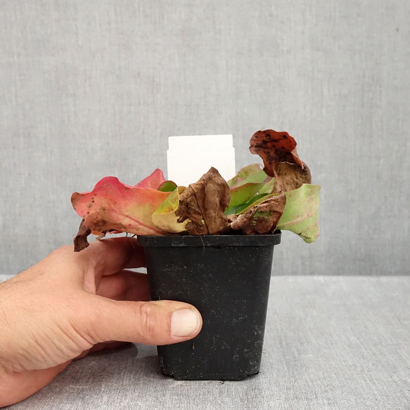Limonium platyphyllum 8/9 cm pot sample as delivered in autumn
