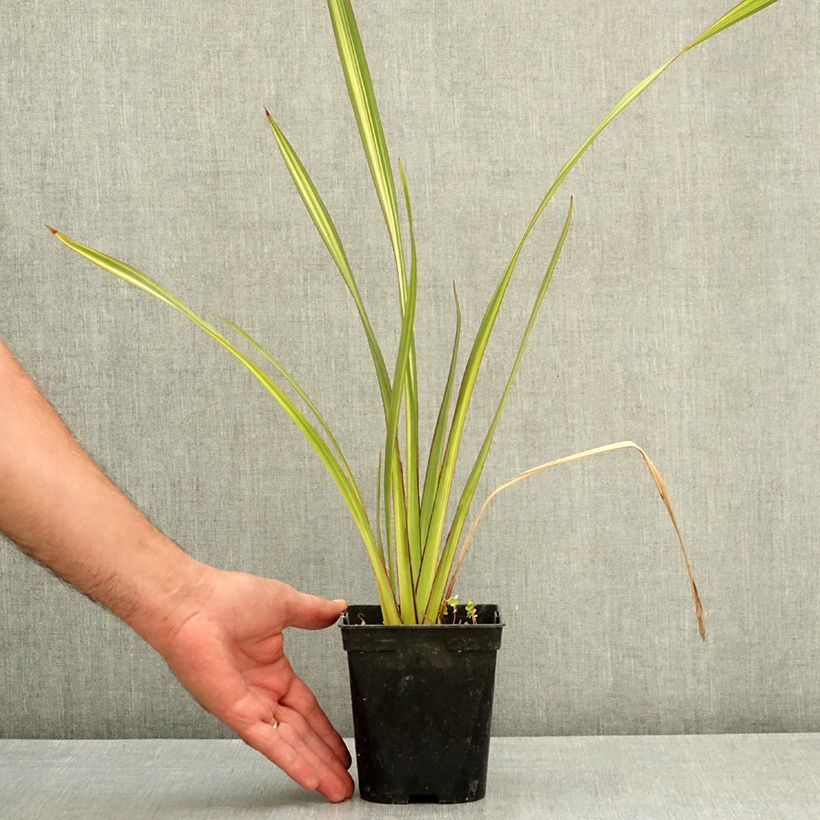 Phormium tenax Apricot Queen - New Zealand Flax 1.5L/2L pot sample as delivered in summer