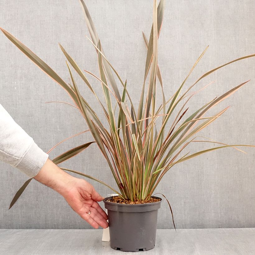 Phormium tenax Flamingo - New Zealand Flax 3L/4L pot sample as delivered in autumn