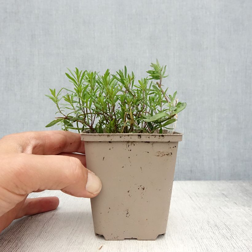 Linaria anticaria Antique Silver 8/9 cm pot sample as delivered in spring