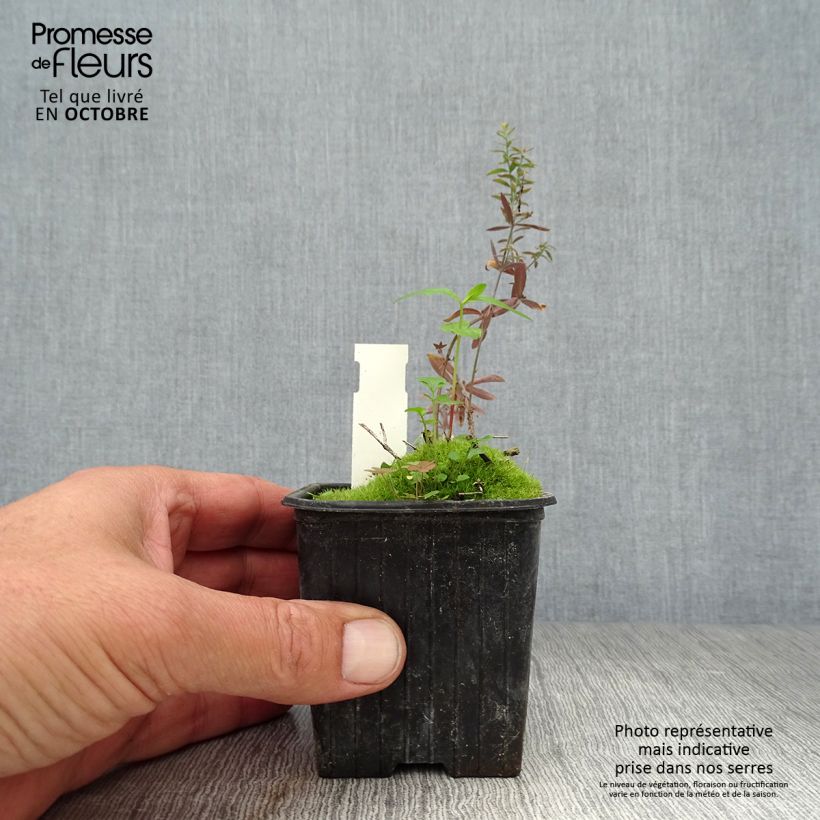 Linaria purpurea Peachy 8/9 cm pot sample as delivered in autumn