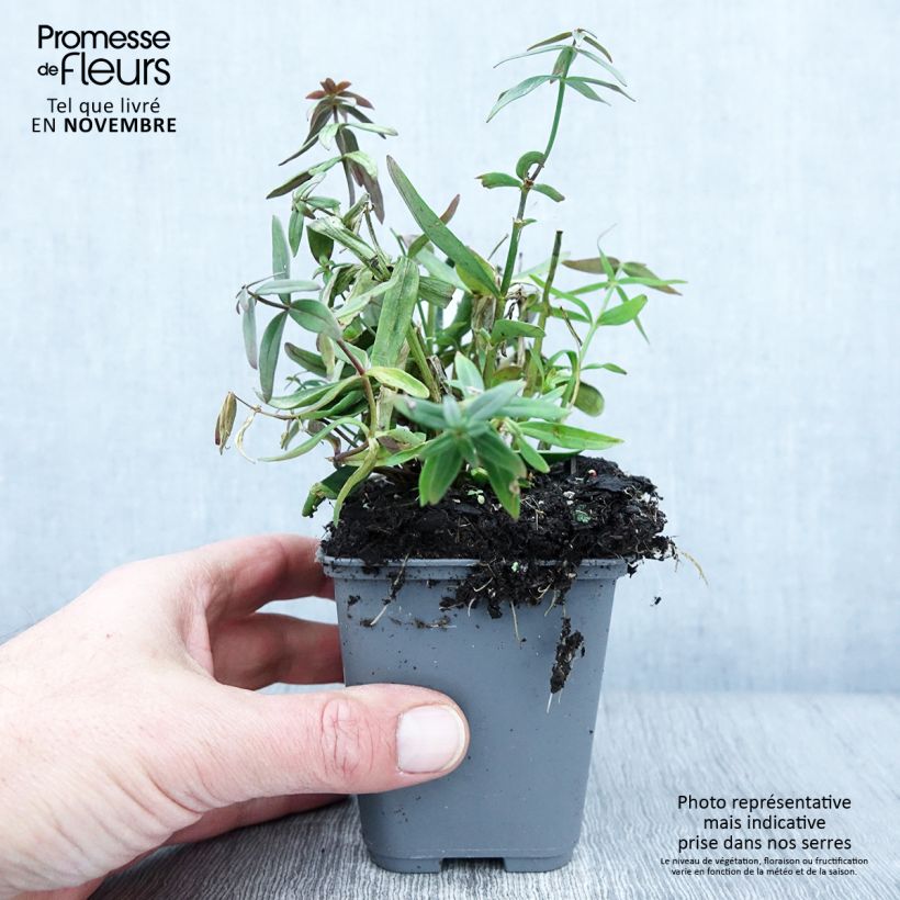Linaria triornithophora 8/9 cm pot sample as delivered in autumn