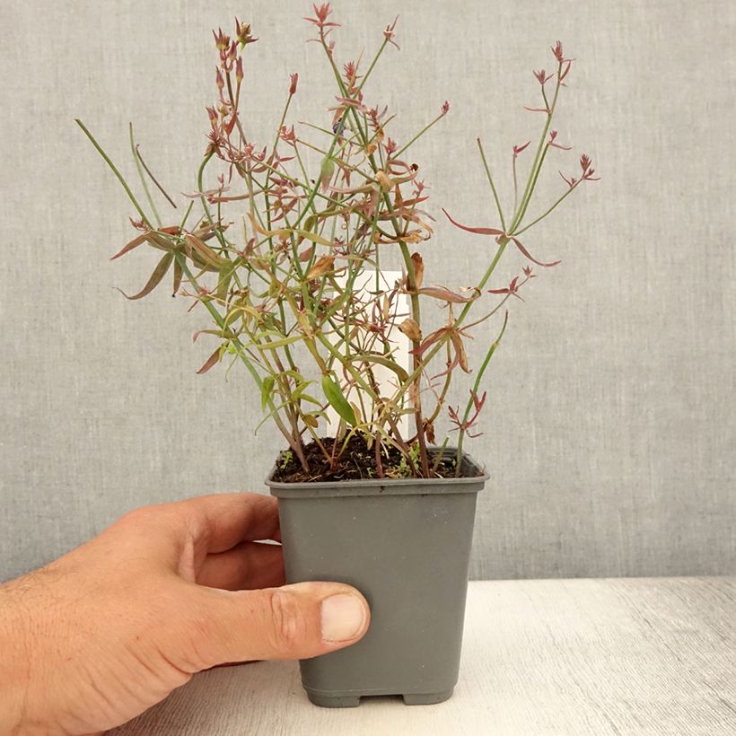 Linaria triornithophora 8/9 cm pot sample as delivered in summer