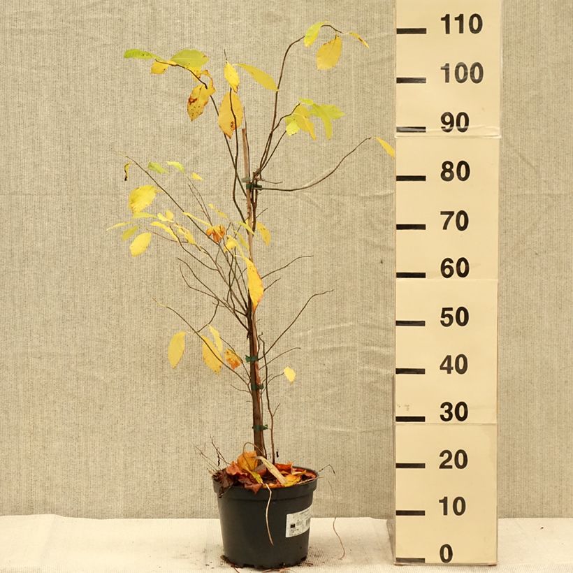Lindera benzoin 4L/5L pot sample as delivered in autumn