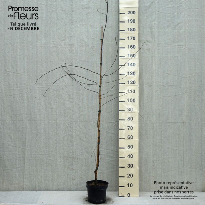 Lindera benzoin 4L/5L pot sample as delivered in winter