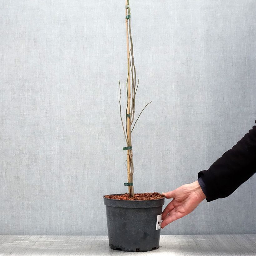 Lindera benzoin 4L/5L pot sample as delivered in spring