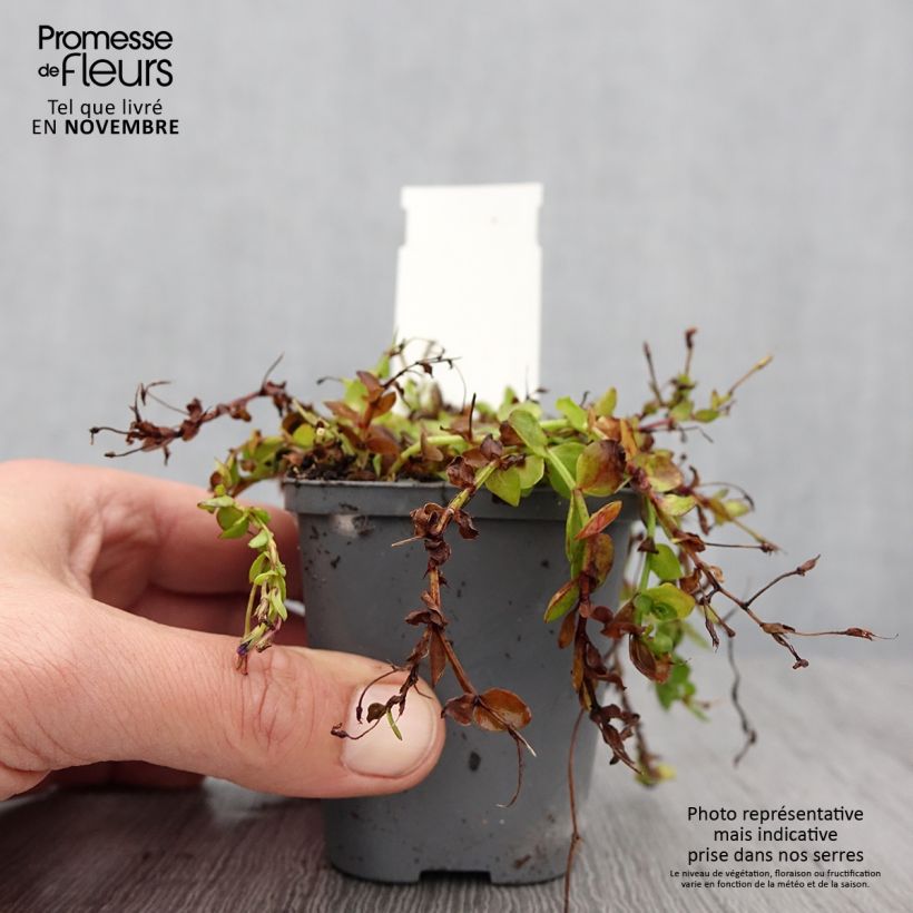 Lindernia grandiflora 8/9 cm pot sample as delivered in autumn