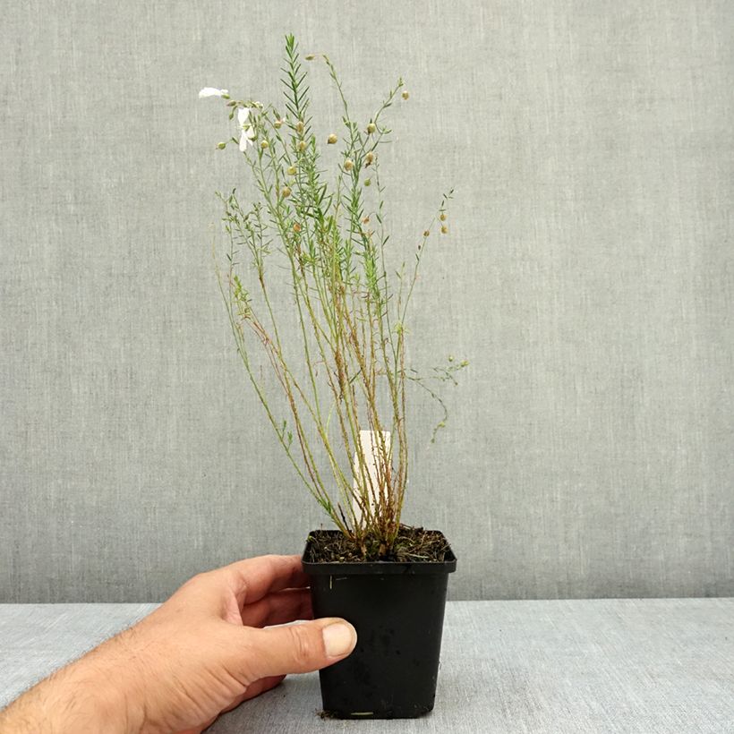 Linum perenne Diamant - Perennial flax 8/9 cm pot sample as delivered in summer