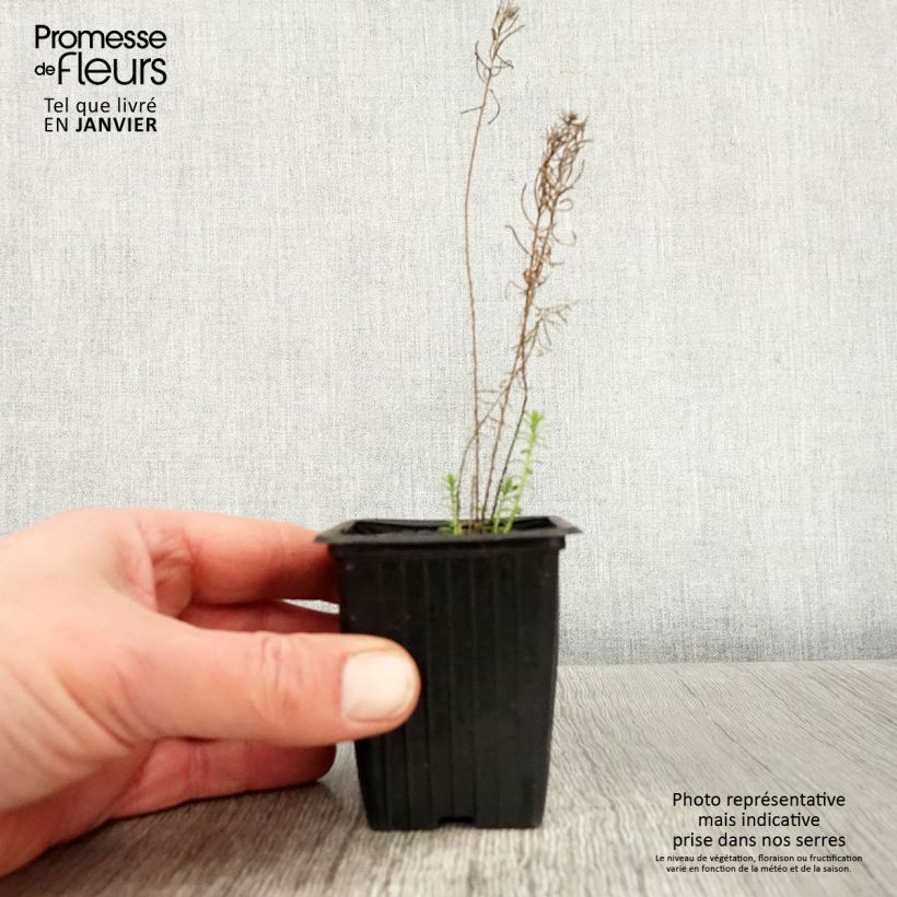 Linum perenne - Perennial Flax 7/8 cm pot sample as delivered in winter