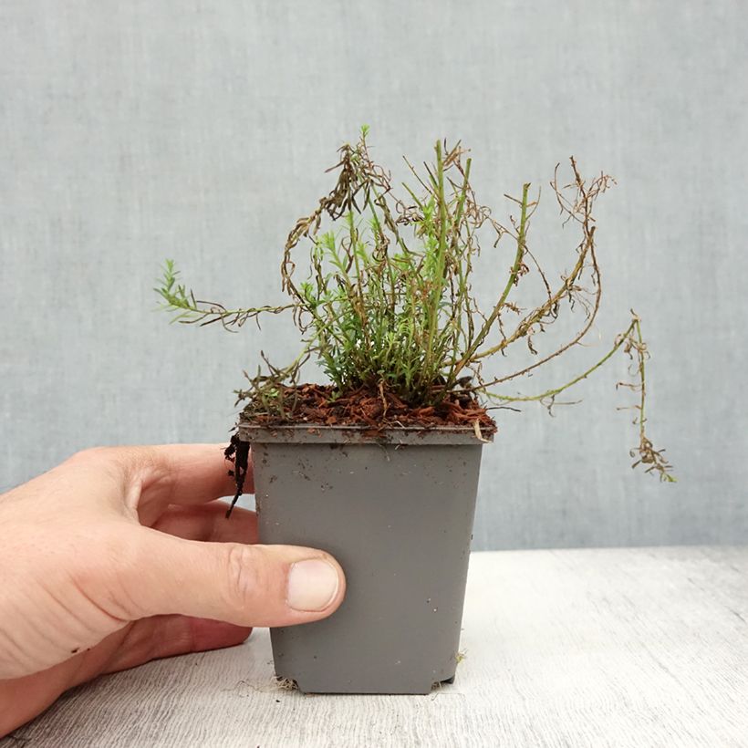 Linum perenne Saphir - Perennial Flax 8/9 cm pot sample as delivered in autumn
