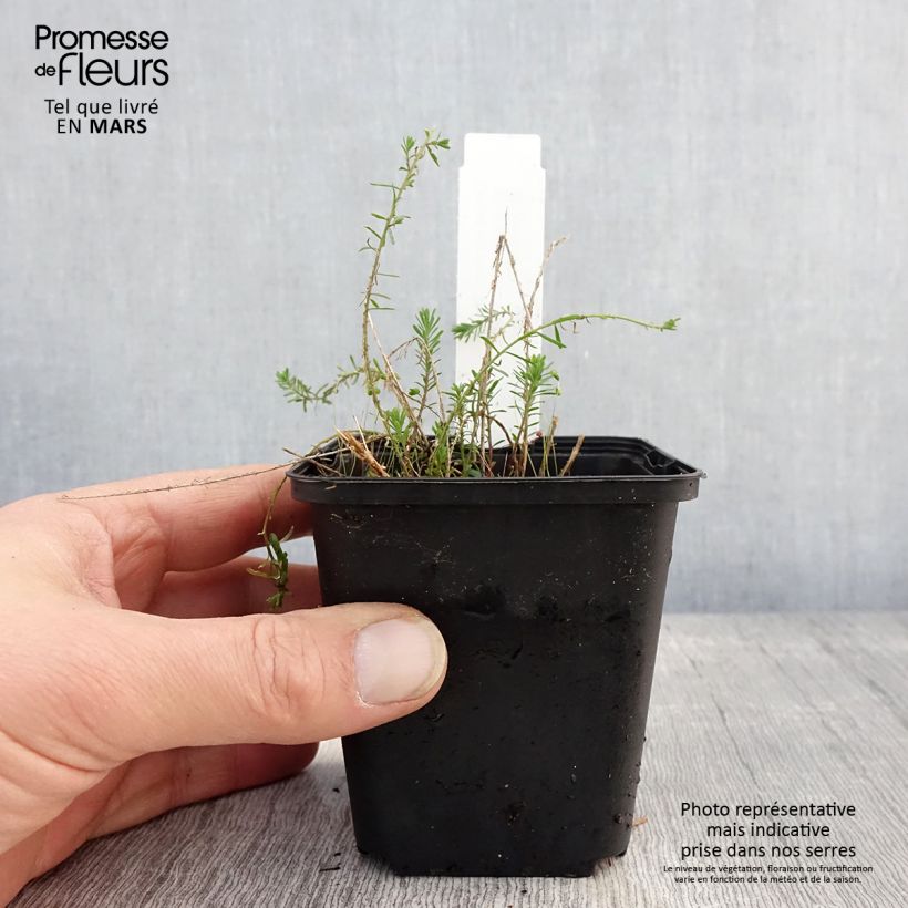 Linum perenne Saphir - Perennial Flax 8/9 cm pot sample as delivered in spring