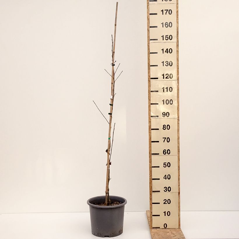 Liquidambar formosana 7.5L/10L pot sample as delivered in winter