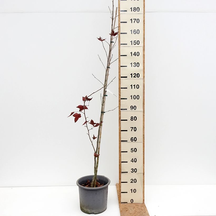 Liquidambar formosana 7.5L/10L pot sample as delivered in autumn