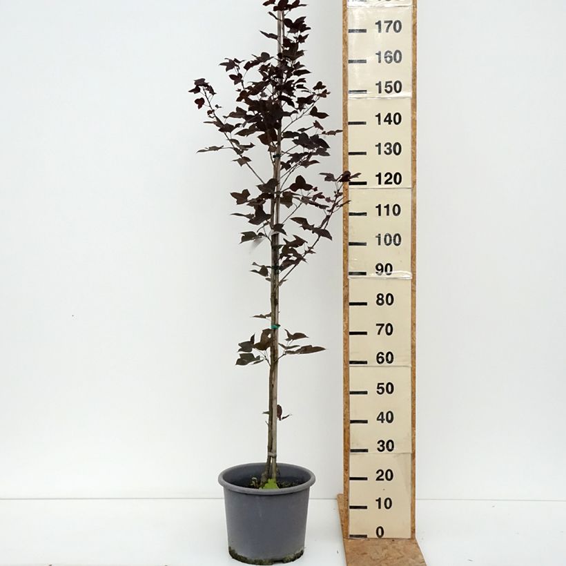 Liquidambar formosana 7.5L/10L pot sample as delivered in summer