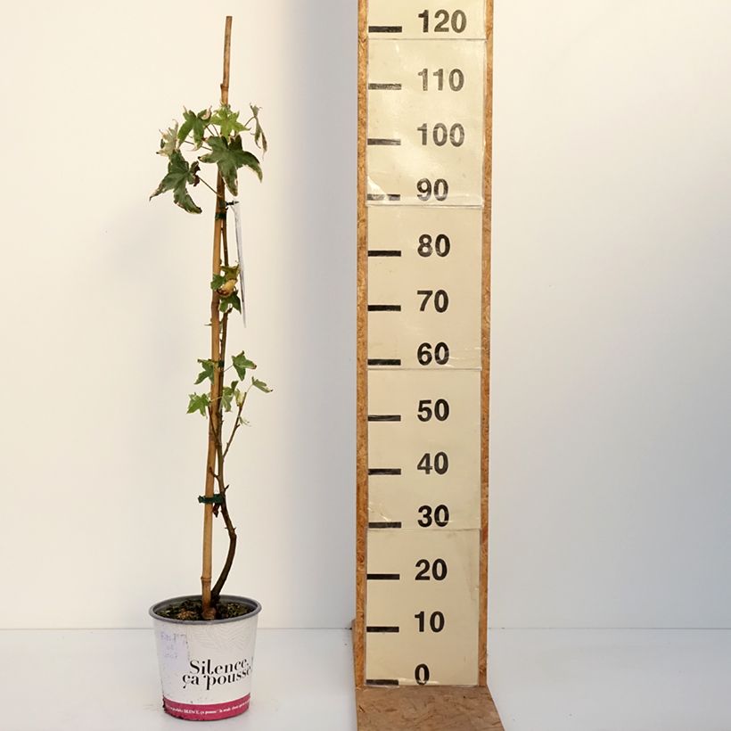 Liquidambar styraciflua Albomarginata Manon - American Sweetgum 4L/5L pot sample as delivered in autumn