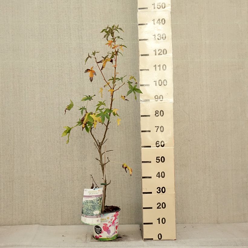 Liquidambar styraciflua  Aurea - American Sweetgum 4L/5L pot sample as delivered in autumn