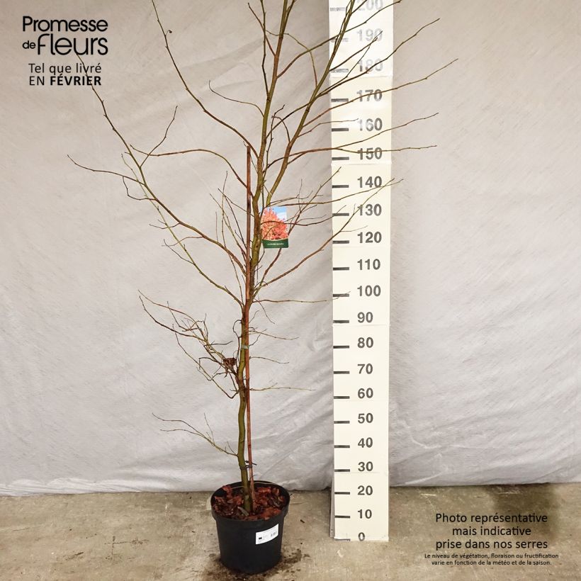 Liquidambar styraciflua - American Sweetgum 7.5L/10L pot sample as delivered in winter