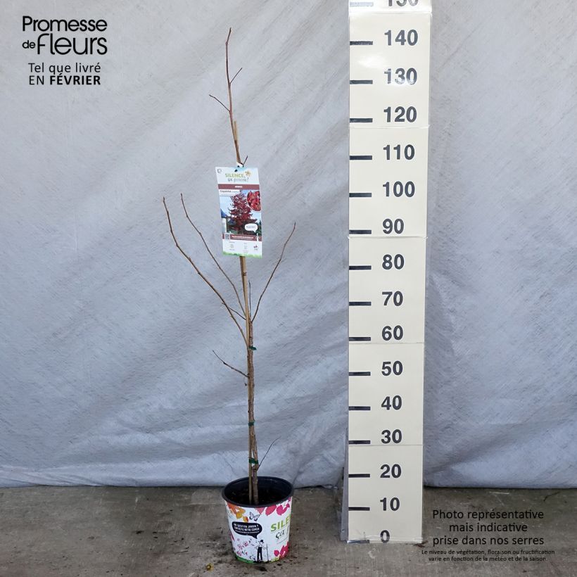 Liquidambar styraciflua - American Sweetgum 3L/4L pot sample as delivered in winter