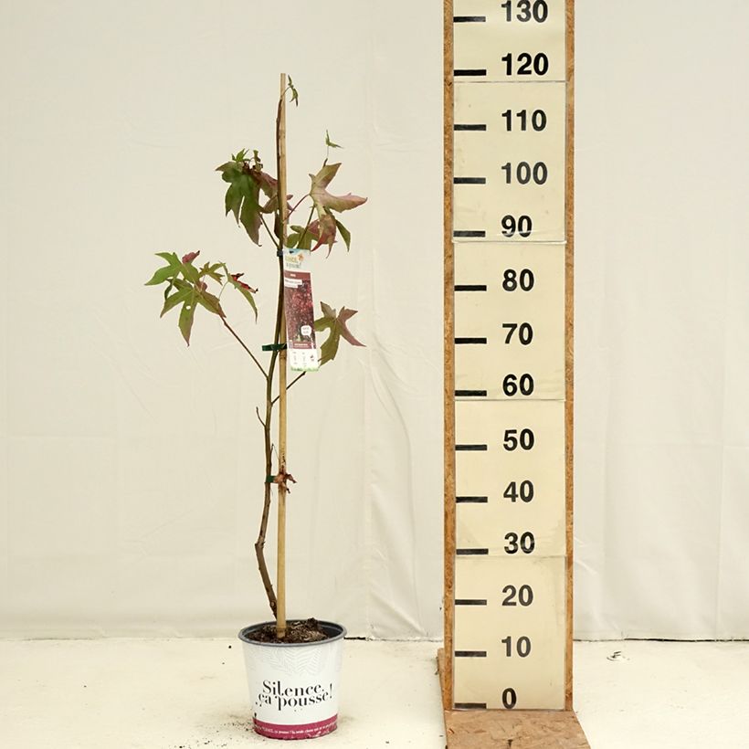 Liquidambar styraciflua Lane Roberts - American Sweetgum 2L/3L pot sample as delivered in autumn
