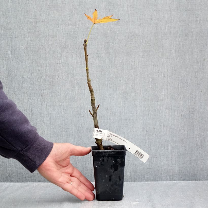Liquidambar styraciflua Oakville Highlight - American Sweetgum 1L/1.5L pot sample as delivered in autumn