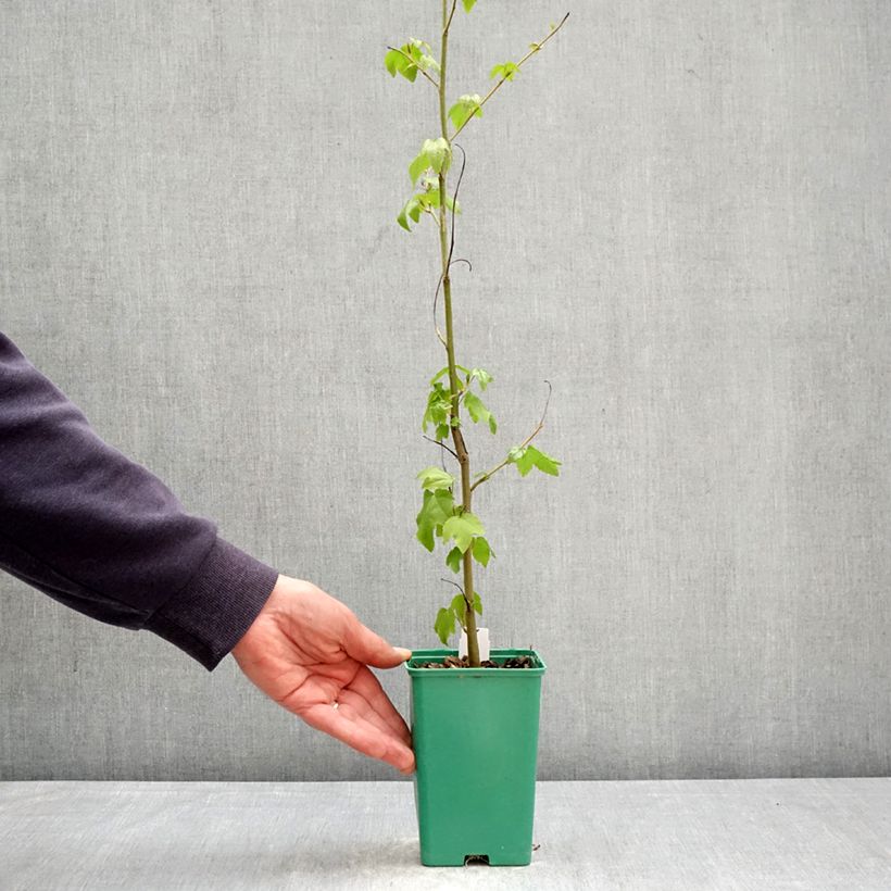 Liquidambar styraciflua - American Sweetgum 12cm pot sample as delivered in spring