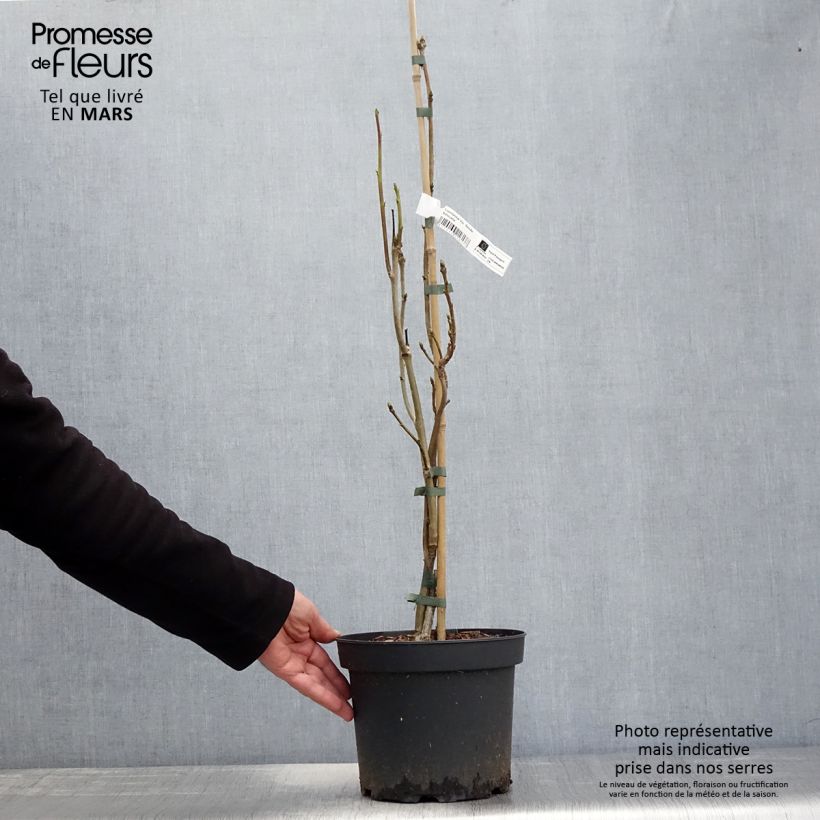 Liquidambar styraciflua Slender Silhouette - American Sweetgum 4L/5L pot sample as delivered in spring