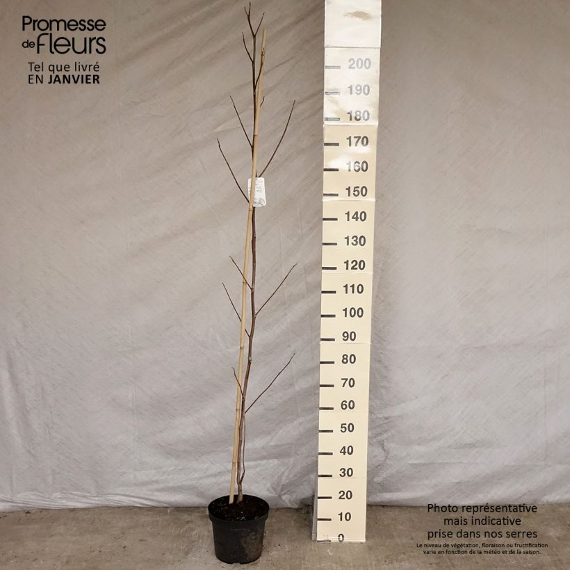 Liriodendron tulipifera Aureomarginatum - Tulip Tree 7.5L/10L pot sample as delivered in winter