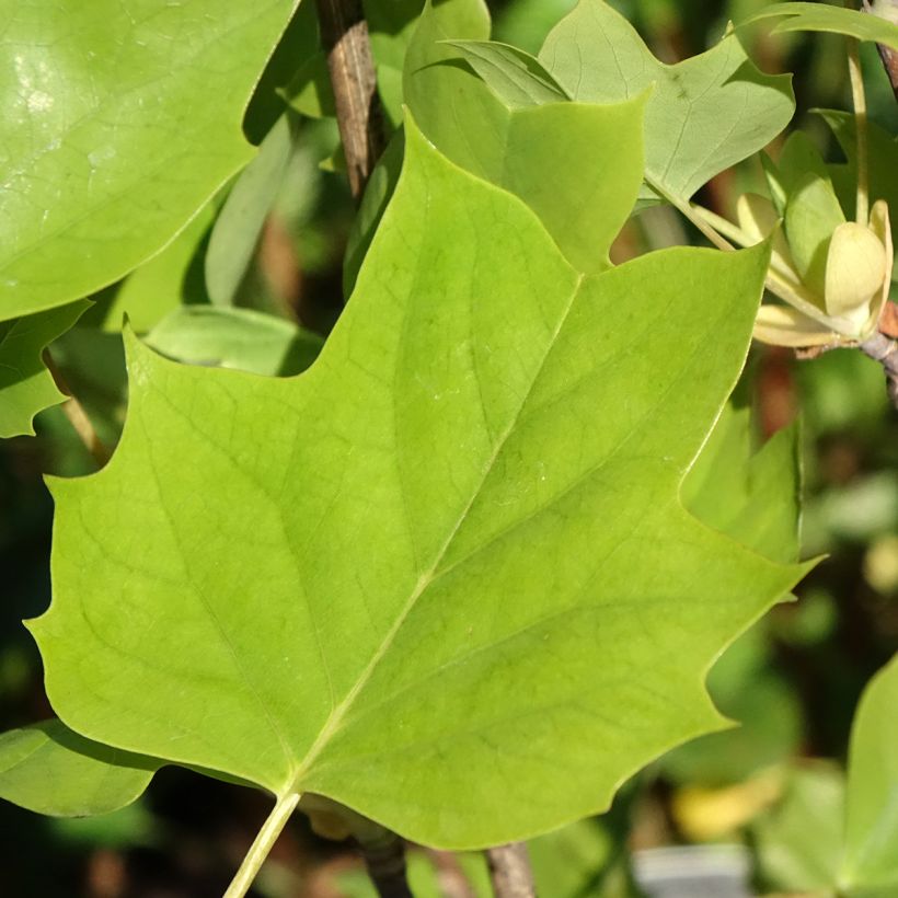 Liriodendron tulipifera Emerald City - Tulip Tree (Foliage)