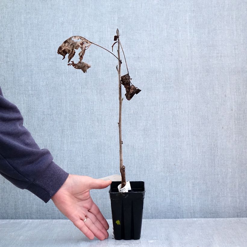 Liriodendron tulipifera Emerald City - Tulip Tree 1L/1.5L pot sample as delivered in autumn