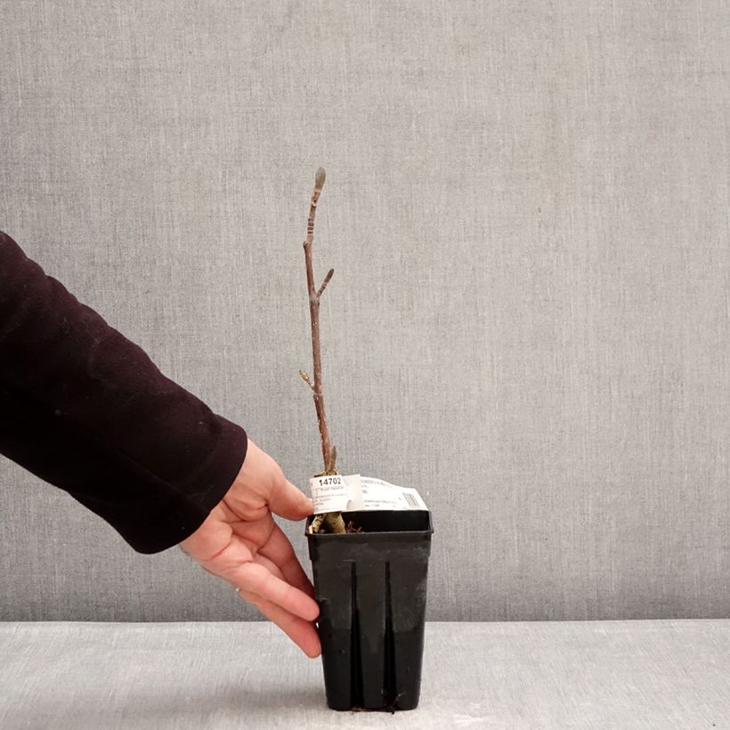 Liriodendron tulipifera Emerald City - Tulip Tree 1L/1.5L pot sample as delivered in winter