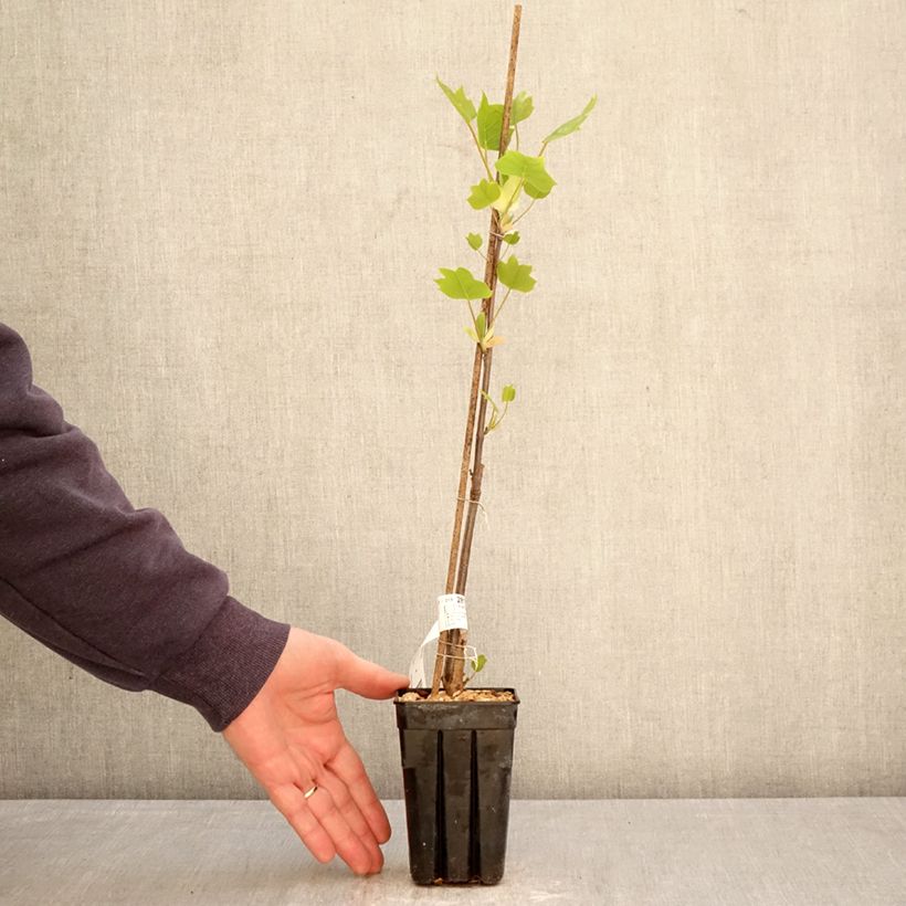 Liriodendron tulipifera Emerald City - Tulip Tree 1L/1.5L pot sample as delivered in spring