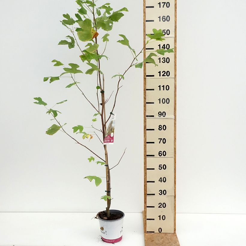 Liriodendron tulipifera Fastigiatum - Tulip Tree 4L/5L pot, Standard sample as delivered in summer