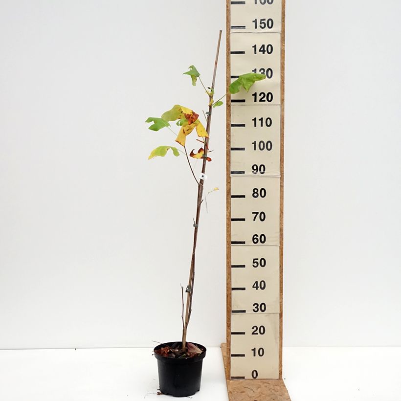 Liriodendron tulipifera Purgatory - Tulip Tree 4L/5L pot sample as delivered in autumn