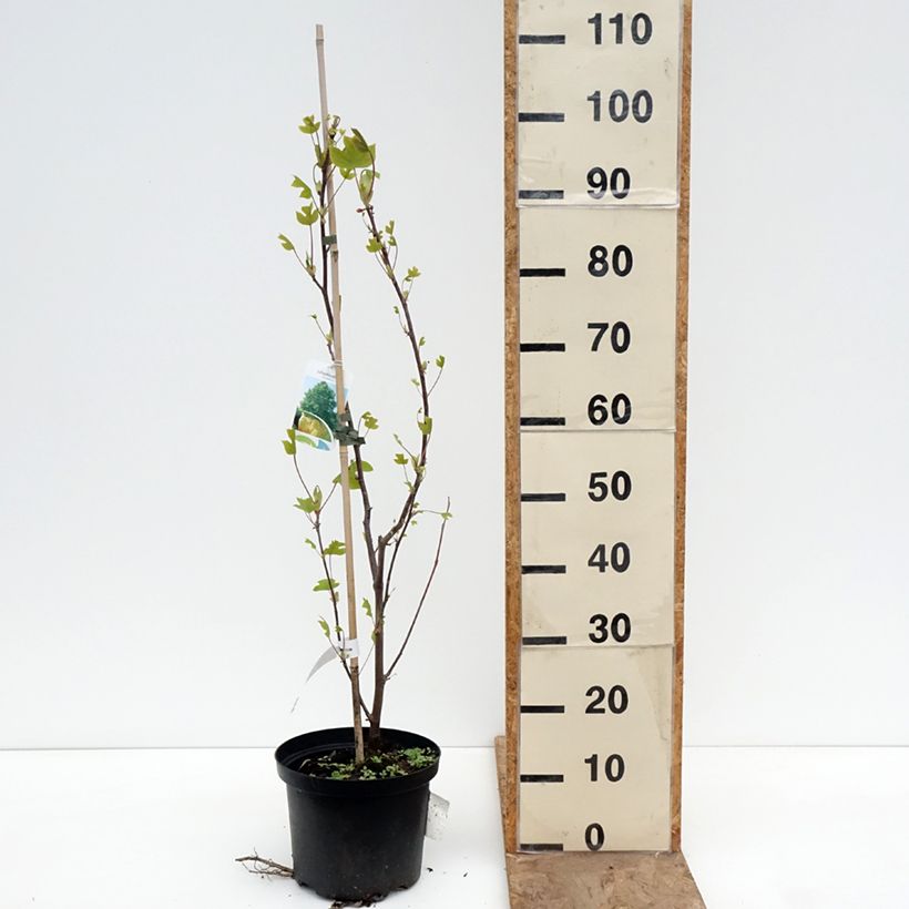 Liriodendron tulipifera - Tulip Tree 4L/5L pot sample as delivered in spring