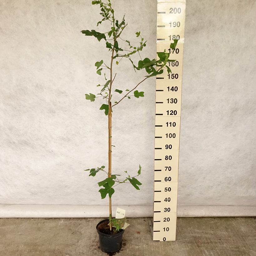 Liriodendron tulipifera - Tulip Tree 4L/5L pot sample as delivered in summer