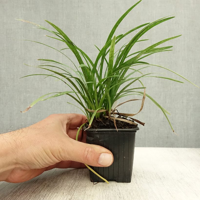Liriope graminifolia var. densiflora  8/9 cm pot sample as delivered in autumn