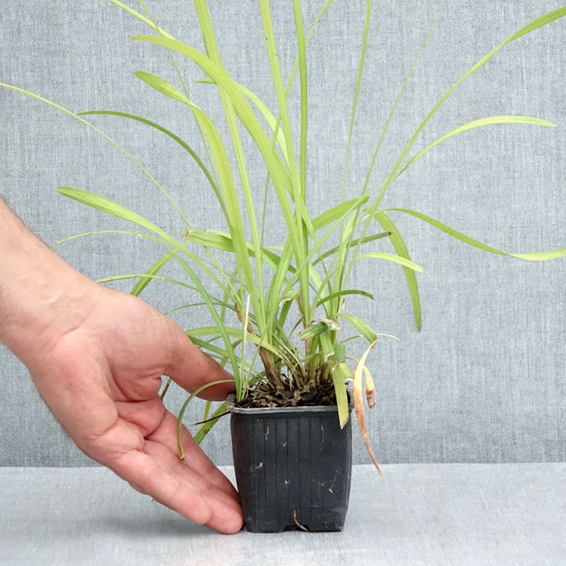 Liriope graminifolia var. densiflora  8/9 cm pot sample as delivered in summer