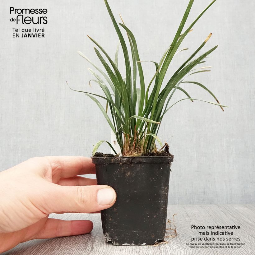Liriope muscari Big Blue 8/9 cm pot sample as delivered in winter