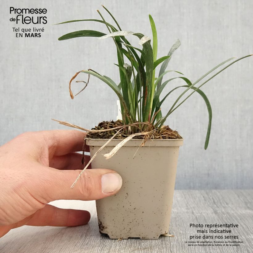 Liriope muscari Big Blue 8/9 cm pot sample as delivered in spring
