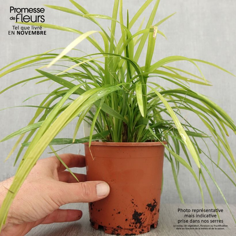 Liriope muscari Evergreen Giant 1L/1.5L pot sample as delivered in autumn