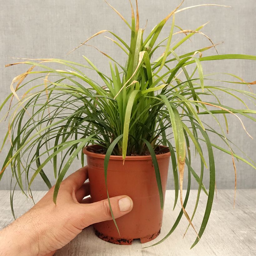 Liriope muscari Evergreen Giant 1L/1.5L pot sample as delivered in spring